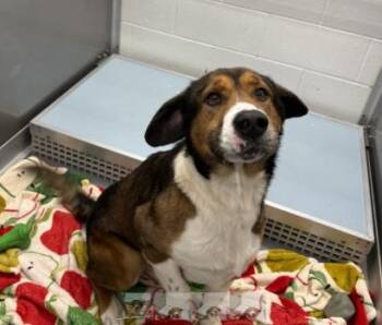 Beagle and Great Pyrenees Dogs Available for Adoption - Boomer | PetCurious