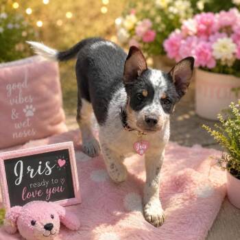 Australian Cattle Dog Blue Heeler Dogs Available for Adoption in Phoenix, Arizona - Iris | PetCurious