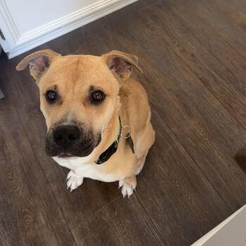 American Staffordshire Terrier Dogs Available for Adoption - Happy~ Tender Hearted Cuddler | PetCurious