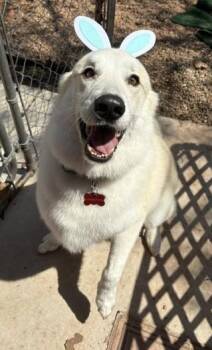 Hamilton -  Great Pyrenees Dog for Adoption in Kiowa, Oklahoma - Hamilton | PetCurious