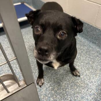 Black Labrador Retriever Dogs Available for Adoption in Greensboro, North Carolina - Carlton | PetCurious