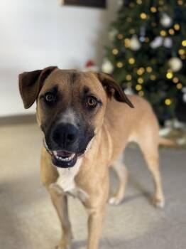 Rescue Mixed Breed Dogs for Adoption in Chickasha, Oklahoma - Luna | PetCurious