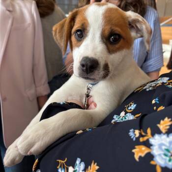 Mixed Breed Dogs Available for Adoption in Chicago, Illinois - Luca | PetCurious