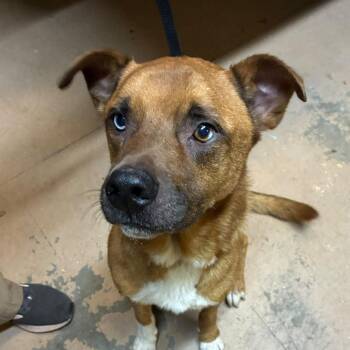 Deuce -  Mixed Breed Dog for Adoption in Gadsden, Alabama - Deuce | PetCurious