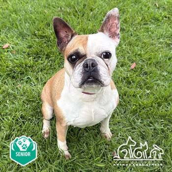 Boston Terrier Dogs Available for Adoption in Irvine, California - DAISY | PetCurious