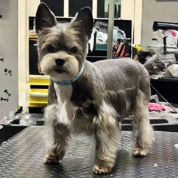 Sophie -  Schnauzer and Yorkshire Terrier Dog for Adoption in Conroe, Texas - Sophie | PetCurious
