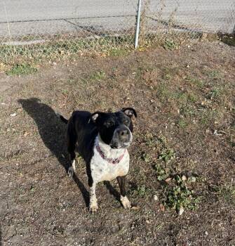 Rescue Pit Bull Terrier and Border Collie Dogs for Adoption in Billings, Montana - Charlie | PetCurious