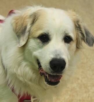 Great Pyrenees and Mixed Breed Dogs Available for Adoption - Addy | PetCurious