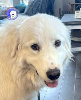 Great Pyrenees Dogs Available for Adoption in Spring, Texas - Aven | PetCurious