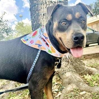 Rescue Rottweiler Dogs for Adoption in Longview, Texas - Blue | PetCurious