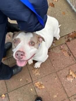 Rescue Pit Bull Terrier and Mixed Breed Dogs for Adoption in Knoxville, Tennessee - Lady | PetCurious