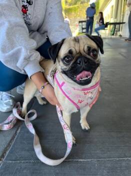 Pug Dogs Available for Adoption in Seattle, Washington - Sora | PetCurious
