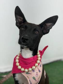 Cinderella-One of our Amazing Rescue Dogs -  Belgian Shepherd Malinois and Whippet Dog for Adoption in Carlsbad, California - Cinderella-One Of Our Amazing Rescue Dogs | PetCurious