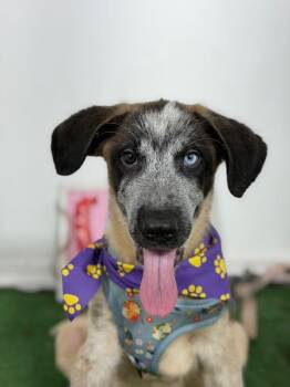 Banana-One of our Amazing Rescue Dogs -  Catahoula Leopard Dog and Australian Cattle Dog Blue Heeler Dog for Adoption in Carlsbad, California - Banana-One Of Our Amazing Rescue Dogs | PetCurious