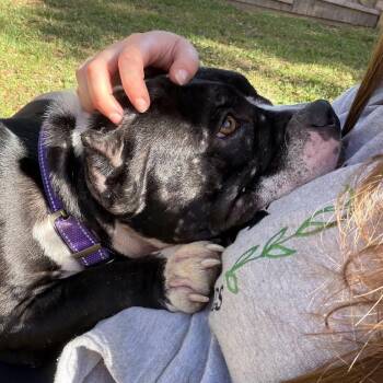 Bunny -  Mixed Breed Dog for Adoption in Bangall, New York - Bunny | PetCurious