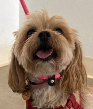 Sadie -  Maltese and Yorkshire Terrier Dog for Adoption in Sterling, Colorado - Sadie | PetCurious