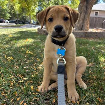 Claire -  Shepherd Dog for Adoption in Fort Collins, Colorado - Claire | PetCurious