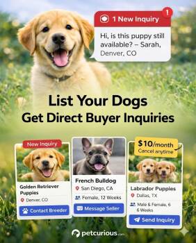 TEST PET -  Affenpinscher Dog for Adoption in Riverside, California - TEST PET | PetCurious