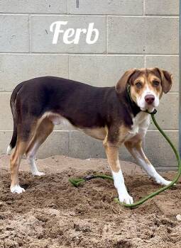 Rescue Hound Dogs for Adoption in Manistee, Michigan - Ferb | PetCurious