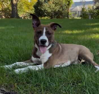Scratchy the mixed breed puppy -  German Shepherd Dog and Boxer Dog for Adoption in Muskego, Wisconsin - Scratchy The Mixed Breed Puppy | PetCurious