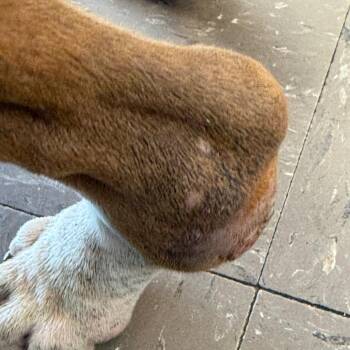 Honey -  Pit Bull Terrier and Cane Corso Dog for Adoption in Newport, Tennessee - Honey | PetCurious