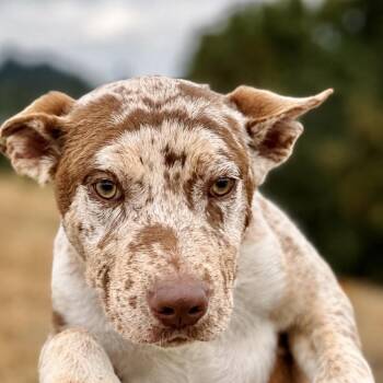 Dulce -  Catahoula Leopard Dog and Mixed Breed Dog for Adoption in Portland, Oregon - Dulce | PetCurious