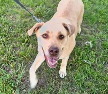 Ginger -  Labrador Retriever and Mixed Breed Dog for Adoption in Munfordville, Kentucky - Ginger | PetCurious