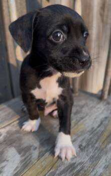 Tag Heuer -  Chihuahua Dog for Adoption in Severance, Colorado - Tag Heuer | PetCurious