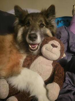 Rescue German Shepherd Dog and Mixed Breed Dogs for Adoption in York, Pennsylvania - Roze | PetCurious