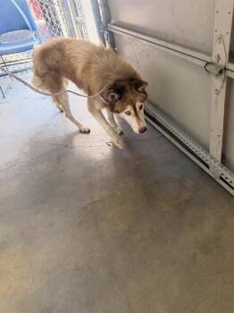 WEST -  Mixed Breed Dog for Adoption in Dallas, Texas - WEST | PetCurious