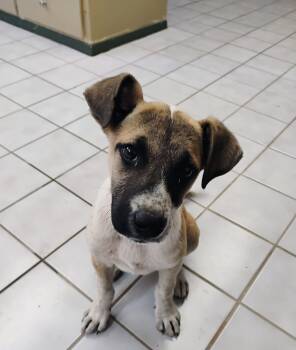 PEEP -  Jack Russell Terrier Dog Available for Adoption in Saint Jo, Texas - PEEP | PetCurious