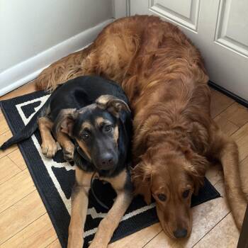 German Shepherd Dog and Hound Dogs Available for Adoption - Buddy | PetCurious