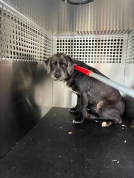 Schnauzer Dogs Available for Adoption - HEIDI | PetCurious
