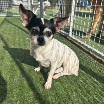 Rescue Mixed Breed Dogs for Adoption in Carrollton, Texas - Pepper Lynn | PetCurious