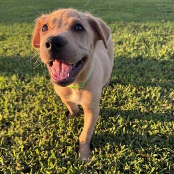 Schmidt -  Retriever Dog for Adoption in Chattanooga, Tennessee - Schmidt | PetCurious
