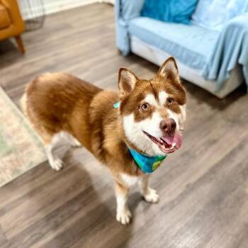 Harley Cuddle Bear -  Husky and Mixed Breed Dog for Adoption in Friendswood, Texas - Harley Cuddle Bear | PetCurious