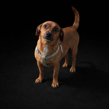 Chihuahua and Dachshund Dogs Available for Adoption - Millie | PetCurious