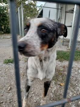 Rescue Australian Cattle Dog Blue Heeler Dogs for Adoption in Brooksville, Kentucky - Rocky | PetCurious
