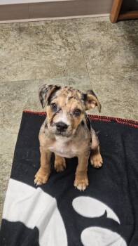 Catahoula Leopard Dog Dogs Available for Adoption in Loveland, Ohio - Pac Man | PetCurious