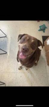 Rescue Australian Cattle Dog Blue Heeler Dogs for Adoption in Cynthiana, Kentucky - Chunky | PetCurious