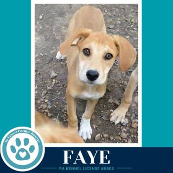 Faye (F Troop) 082226 -  Labrador Retriever Dog for Adoption in Kimberton, Pennsylvania - Faye (F Troop) 082226 | PetCurious