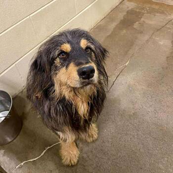 Australian Shepherd Dogs Available for Adoption in Hartland, Wisconsin - Zeus-Foster Home Needed | PetCurious