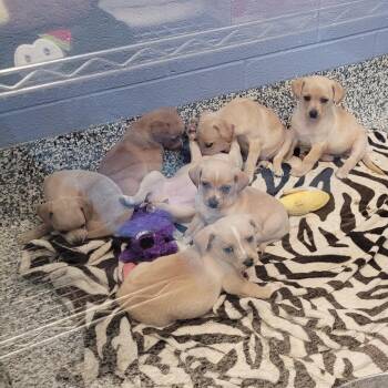 Venus -  Chihuahua and Mixed Breed Dog for Adoption in Madisonville, Tennessee - Venus | PetCurious