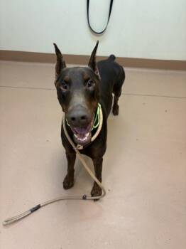 Doberman Pinscher Dogs Available for Adoption - Orion | PetCurious