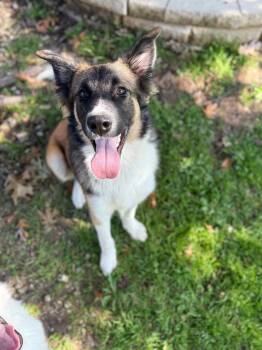 Rescue Shepherd and Husky Dogs for Adoption in Richardson, Texas - 25-103 Titan "Coming Soon!" | PetCurious