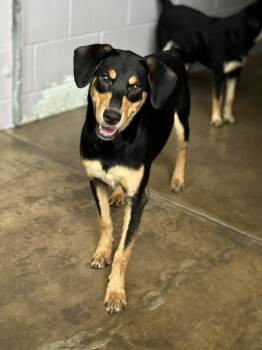 Meadow -  Australian Kelpie Dog for Adoption in Plato Center, Illinois - Meadow | PetCurious