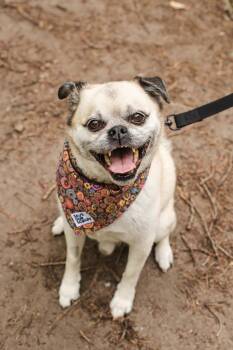 DOUG -  Mixed Breed Dog for Adoption in Toronto, Ontario - DOUG | PetCurious