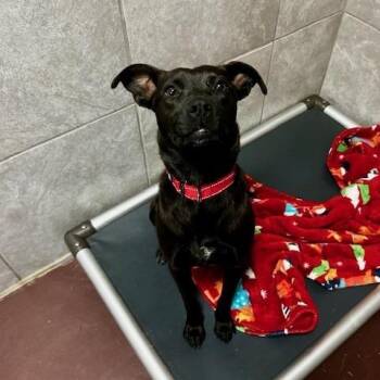 Mixed Breed Dogs Available for Adoption in Poplar Bluff, Missouri - Zora | PetCurious