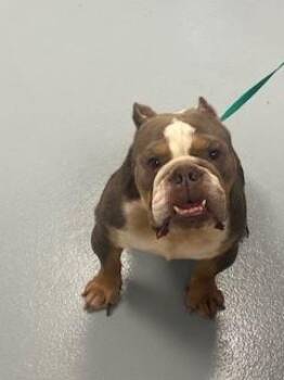 American Bulldog Dogs Available for Adoption in St. Cloud, Florida - FAXON | PetCurious