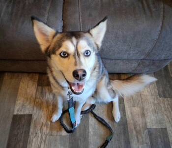 Peaches -  Husky Dog for Adoption in Fort Wayne, Indiana - Peaches | PetCurious